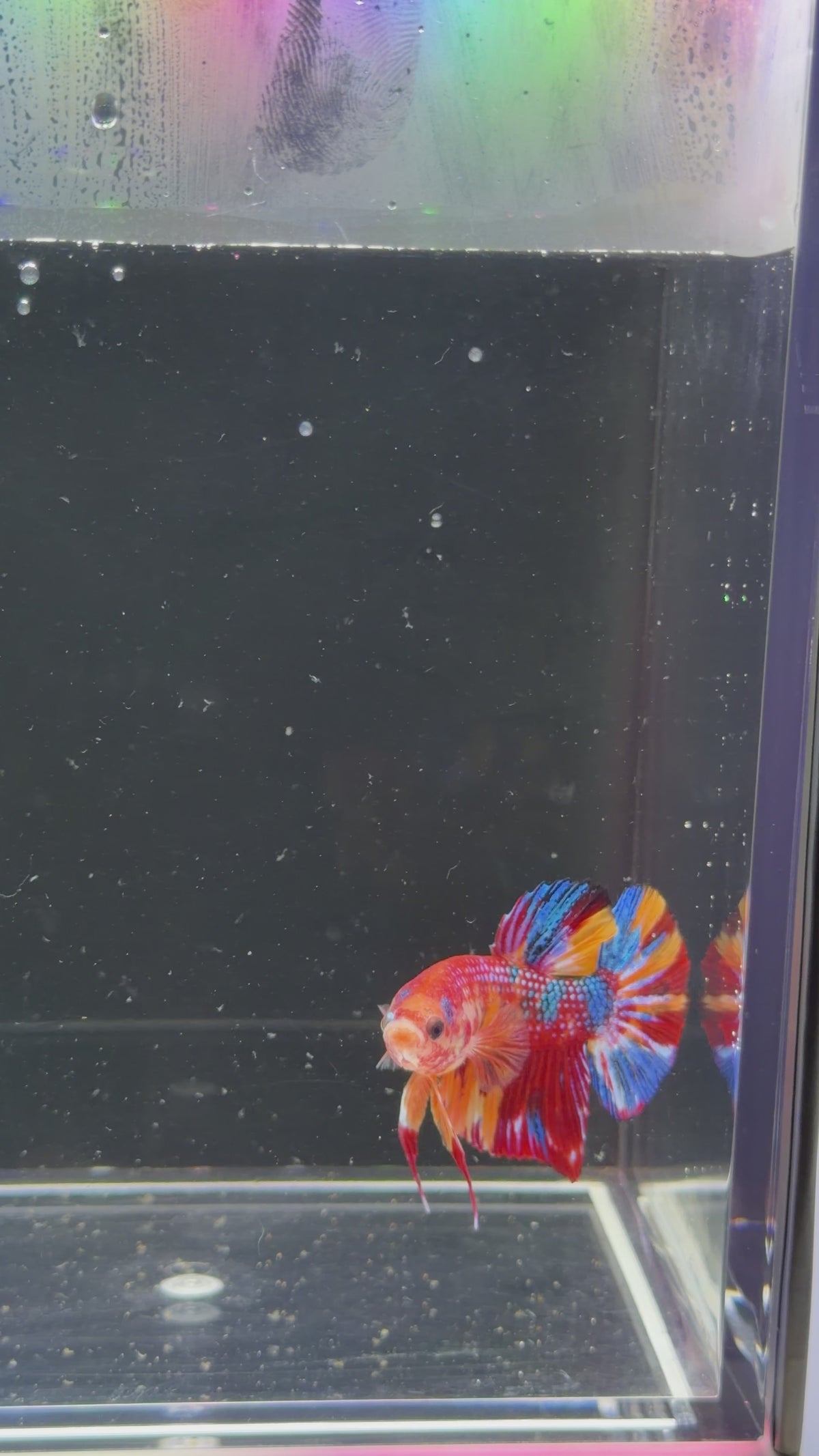 Show Grade Galaxy Koi Male Plakat - SGPK0005