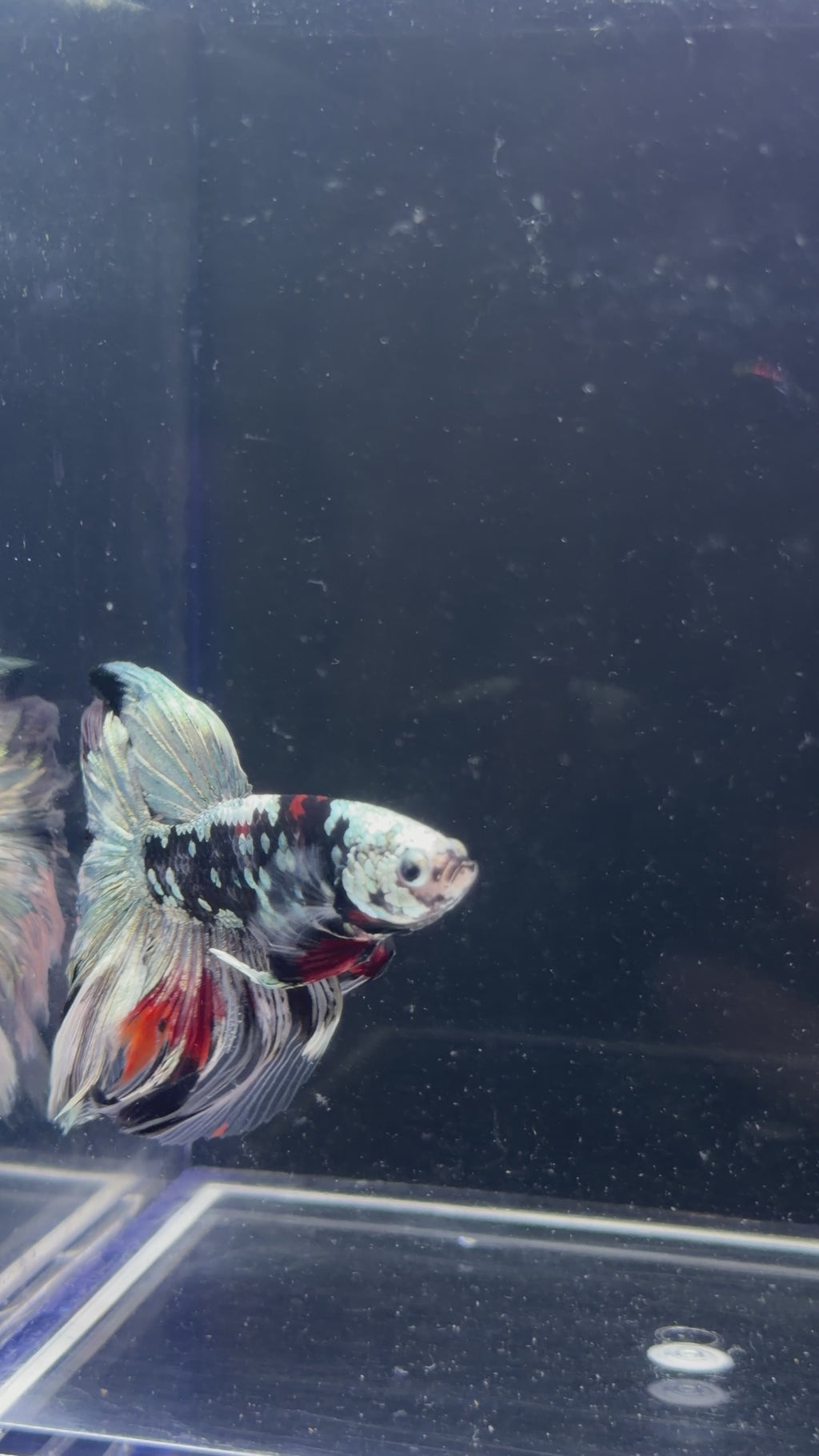 Galaxy Koi Rosetail Halfmoon Male Betta - M0030