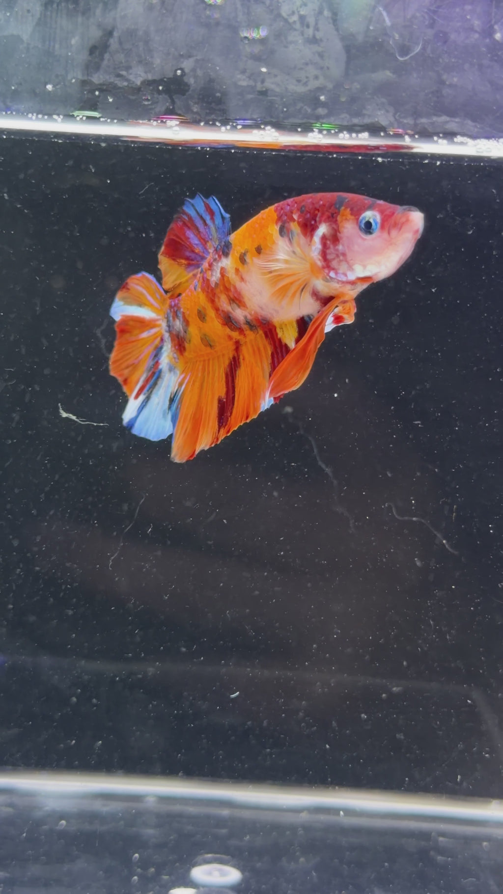Giant Fancy Koi Giant Male Betta - GBPK0007