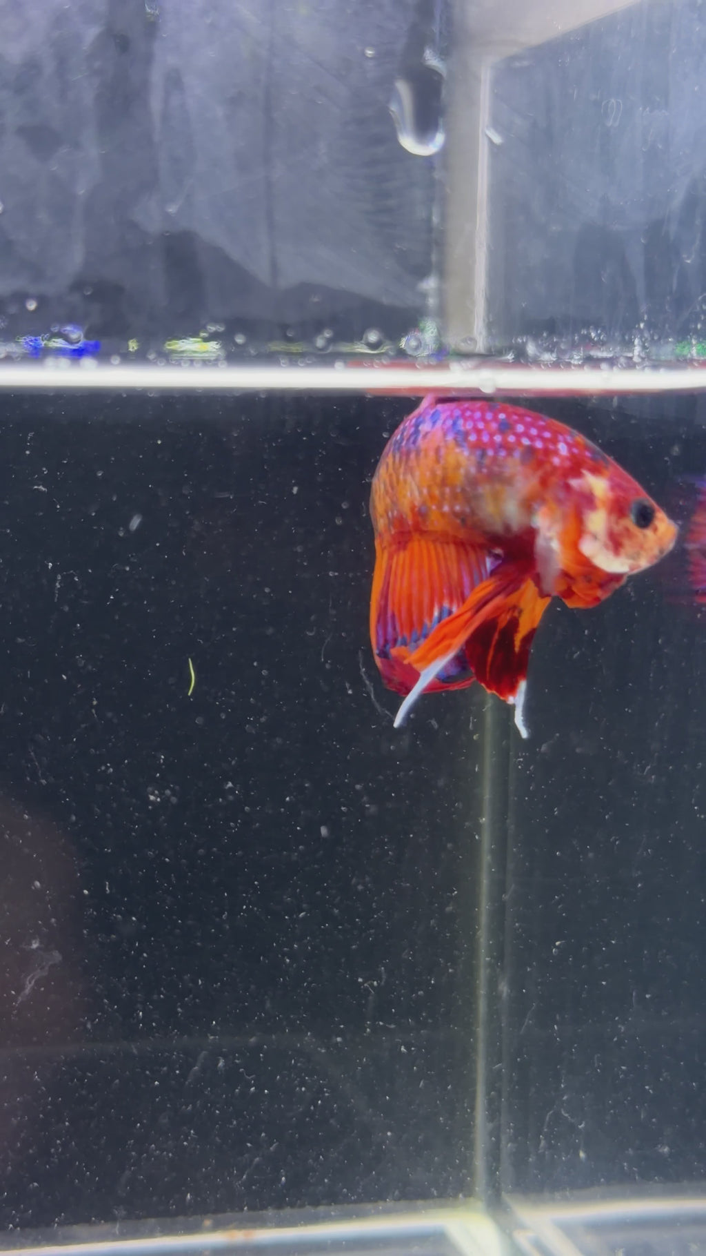 Red/Orange Galaxy Koi Male Betta - M0027
