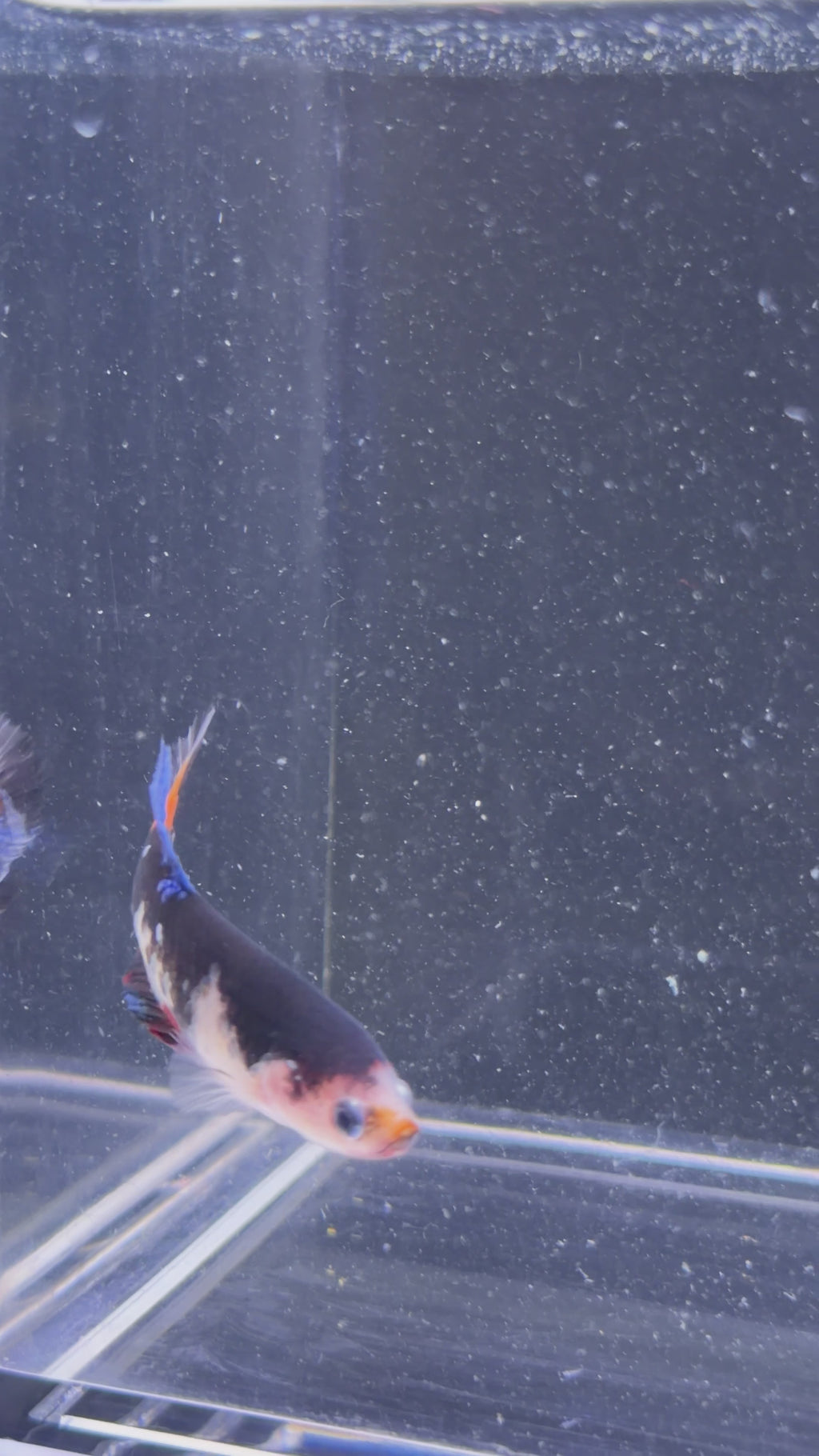 Galaxy Koi Female Betta - F0010