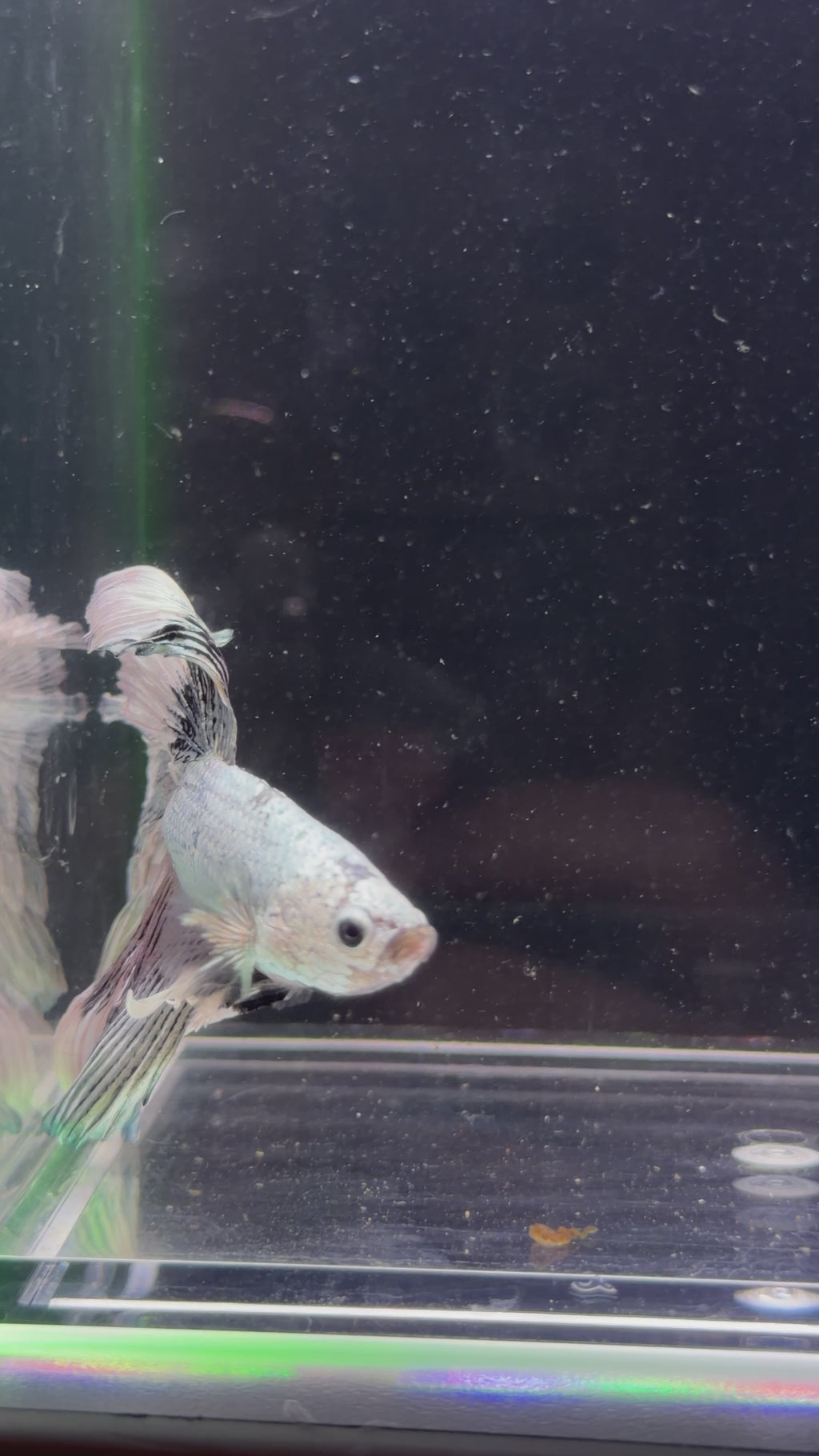 Pastel Rosetail Halfmoon Betta - M0021