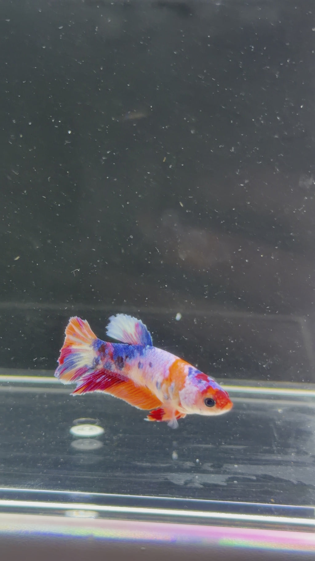 Candy Koi Galaxy Koi Female - F0006