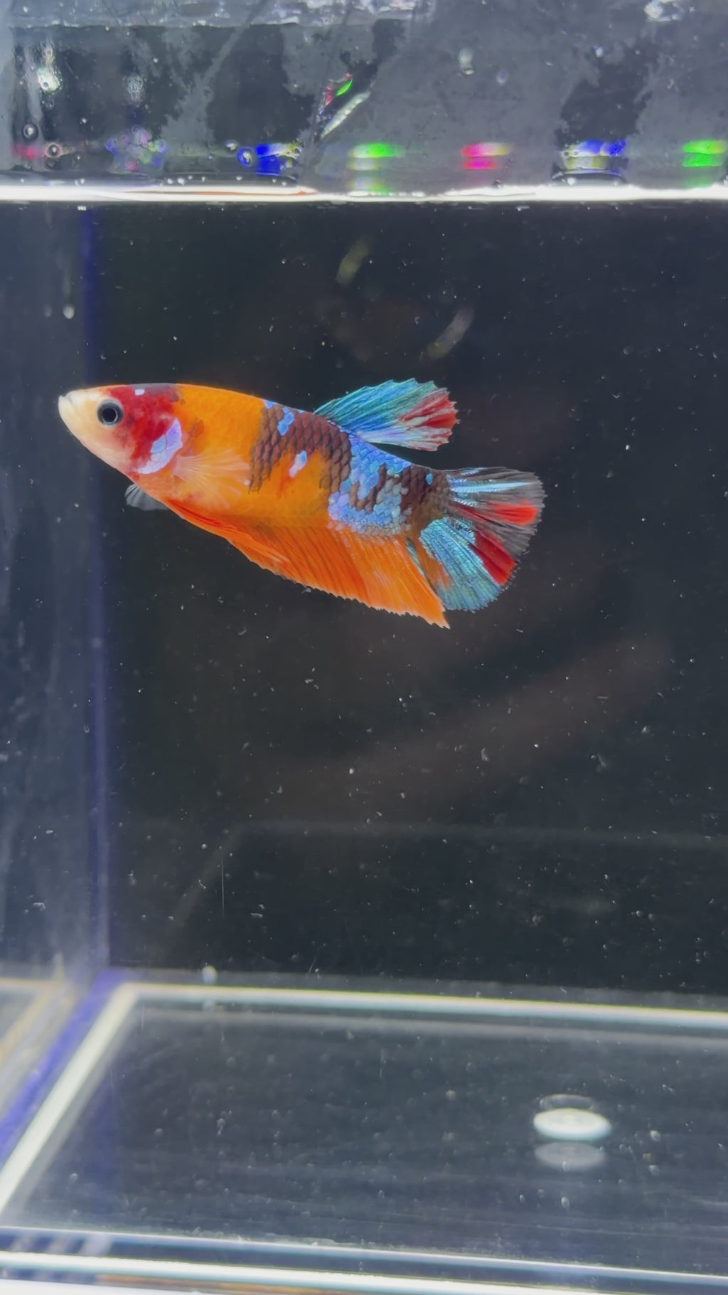 Orange Nemo Galaxy Female - F0007