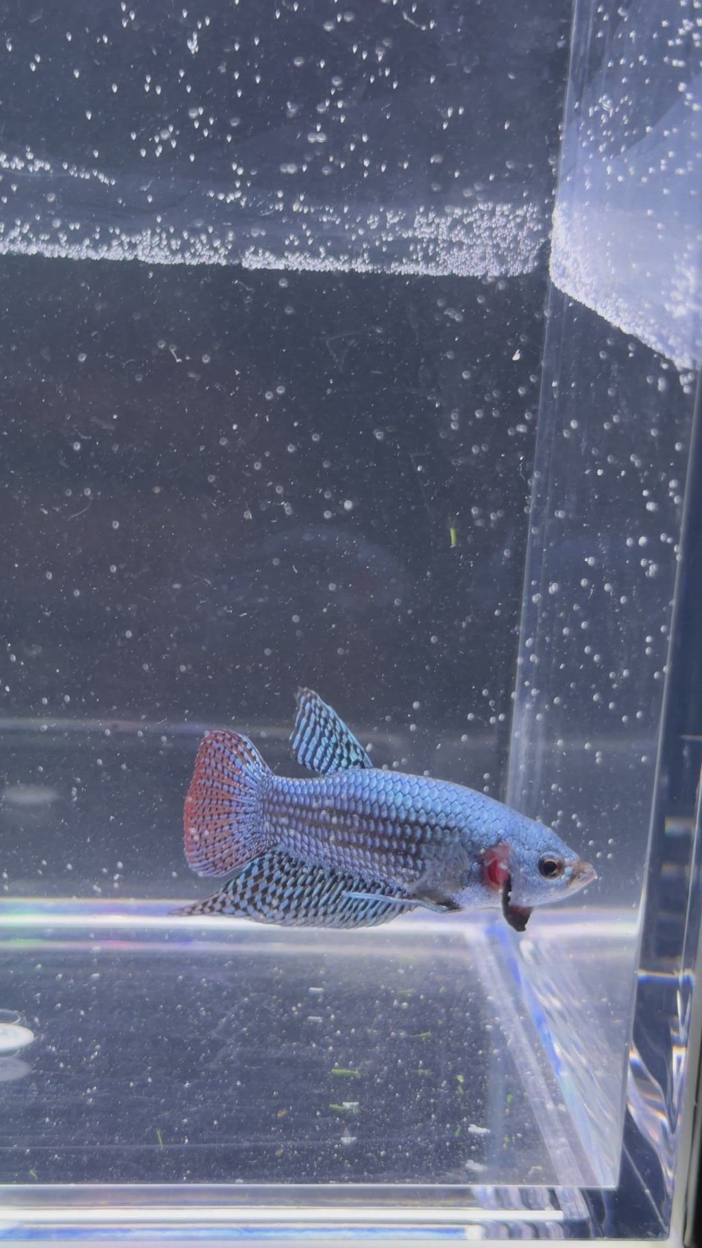 Blue/Grey Alien Male Betta