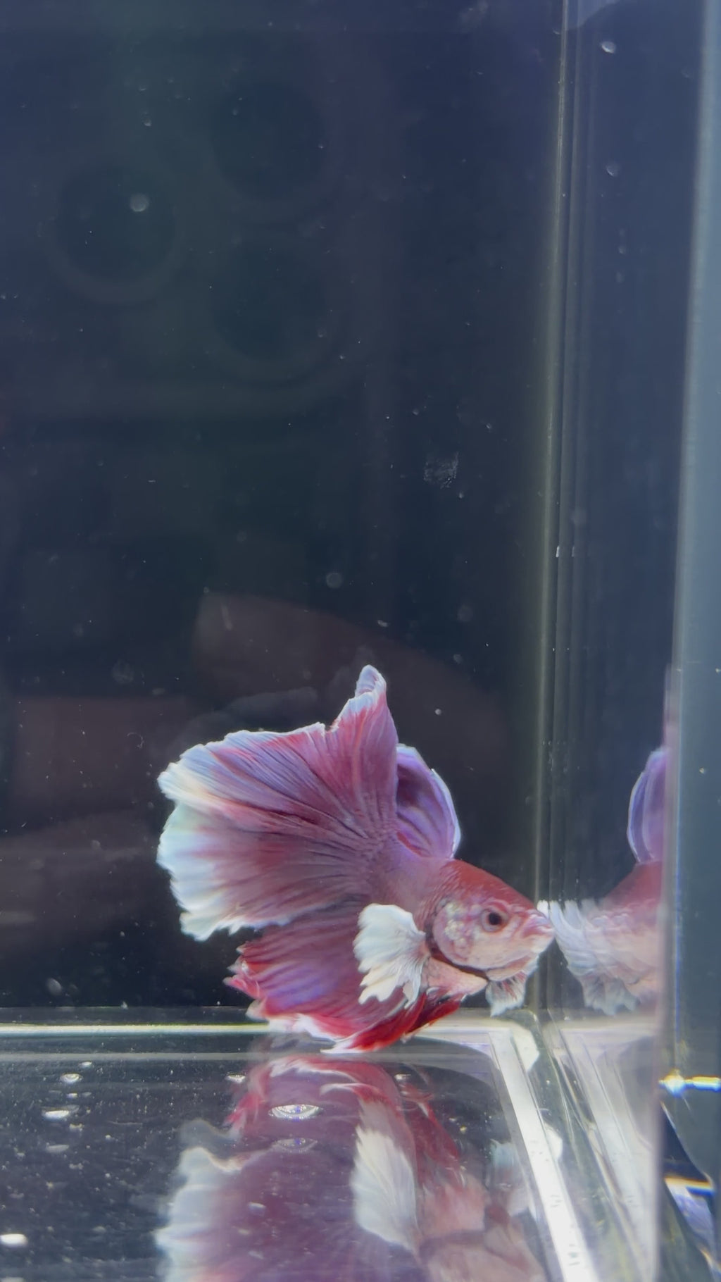 Lavender Dumbo Halfmoon Male - M0005