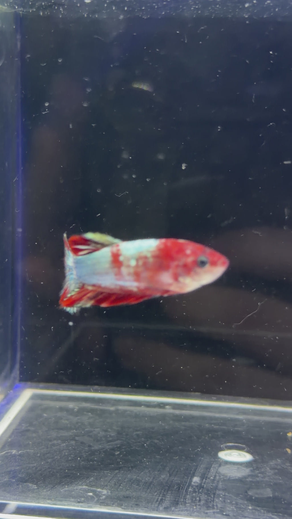 Red Dragon Female Betta - F0003