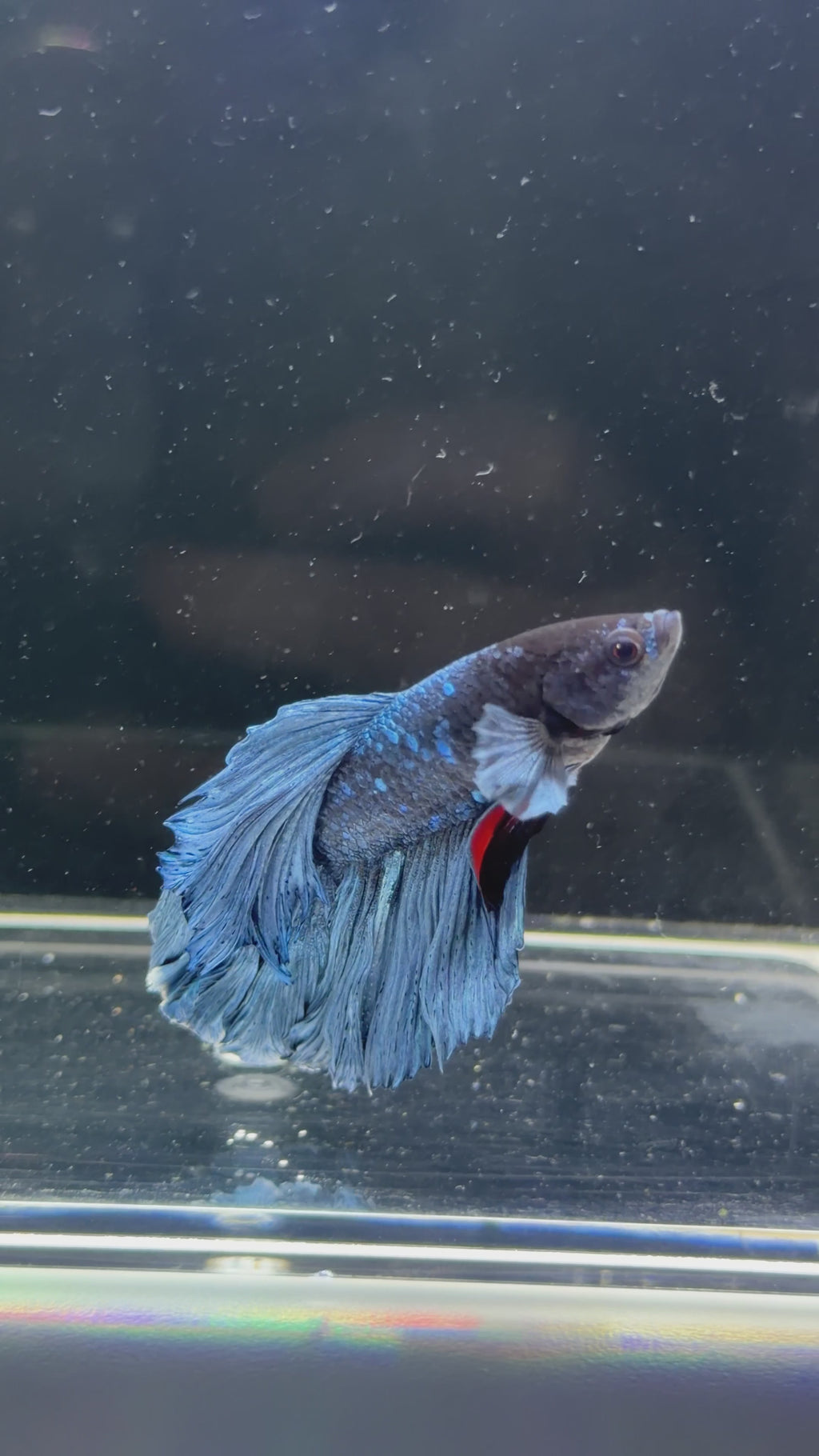 Steel Blue Galaxy Rosetail Male Betta - M0028