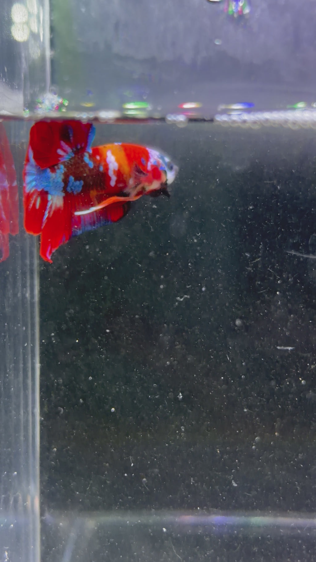 Fancy Koi Male Plakat - M0007