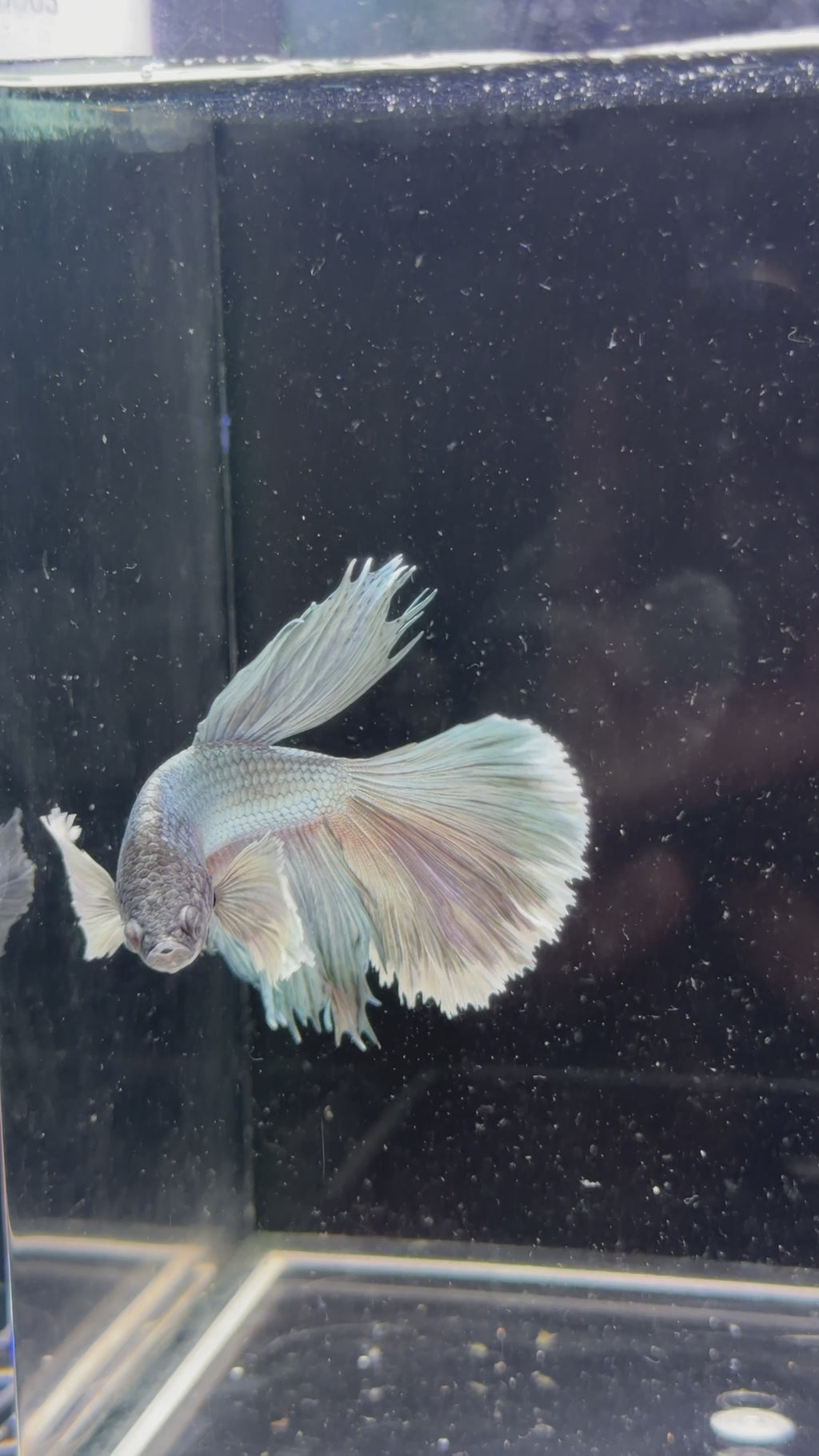 Grizzle Dumbo Halfmoon Male Betta - M0033