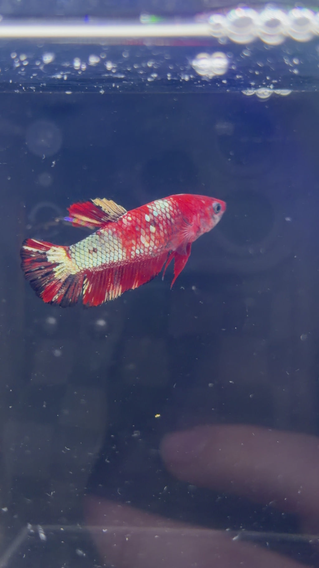 Red Galaxy Koi Female Betta - F0011