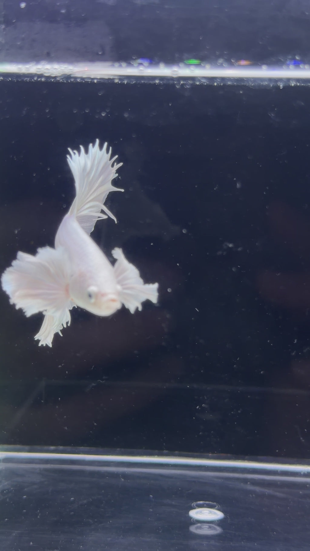 Platinum White Dumbo Male - M0026