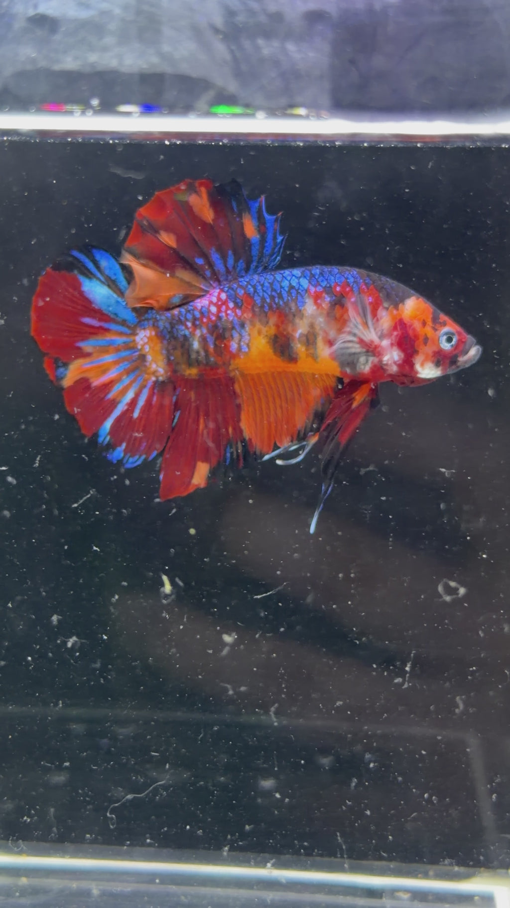 Giant Galaxy Koi Male - GBPK0002