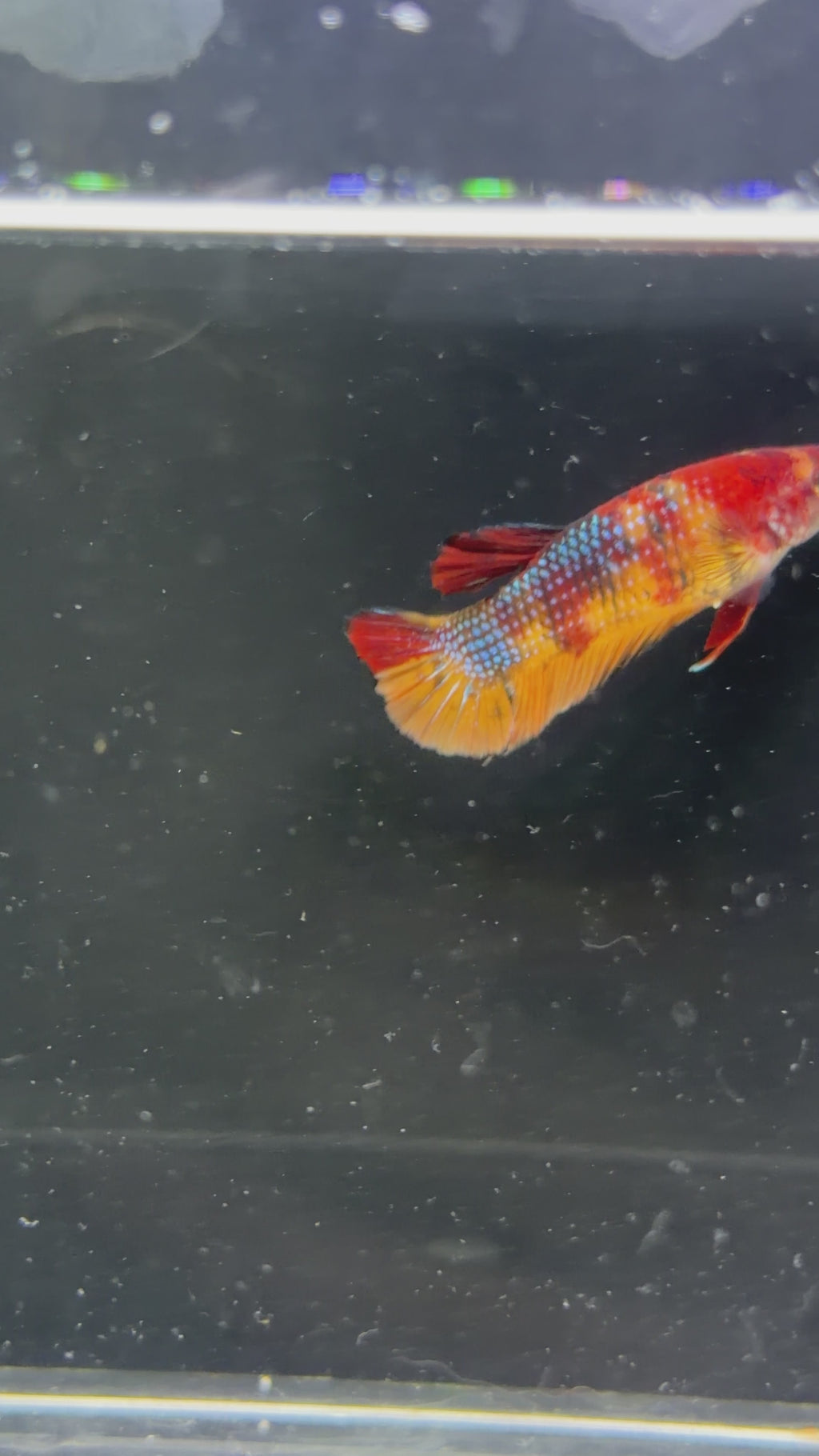 Galaxy Koi Female - F0002