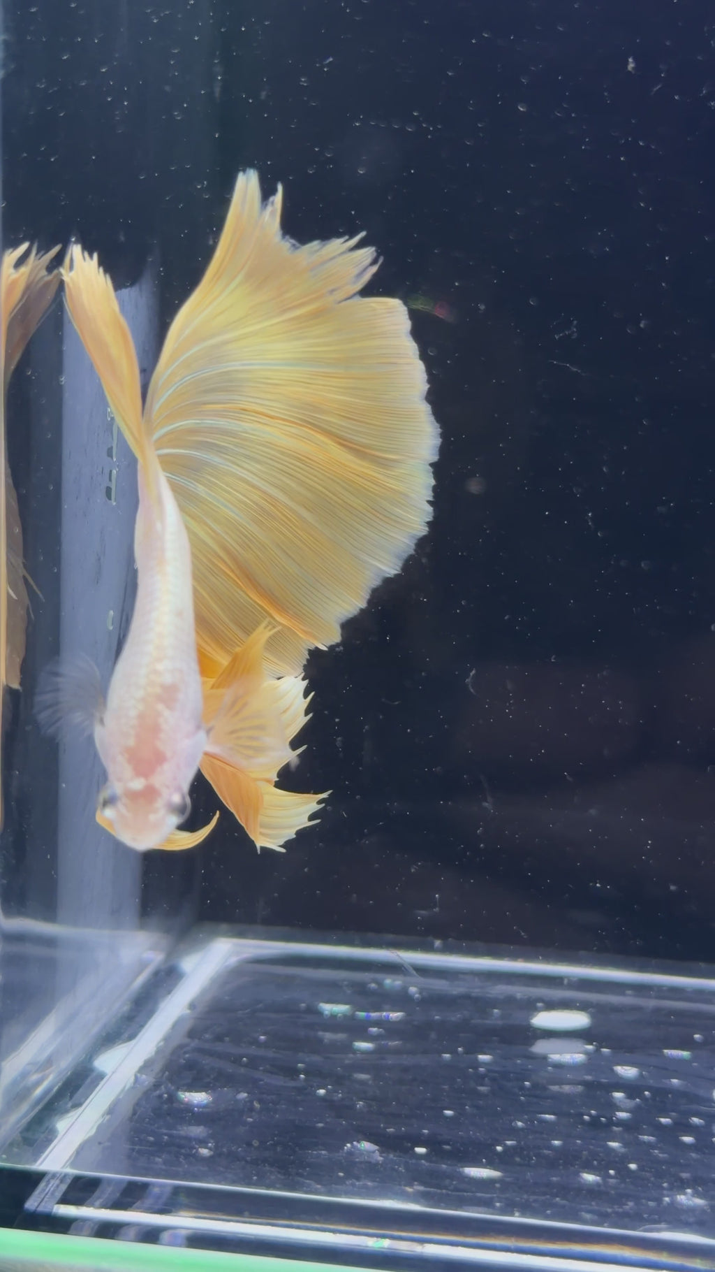 Super Delta Translucent Yellow Male - M0010