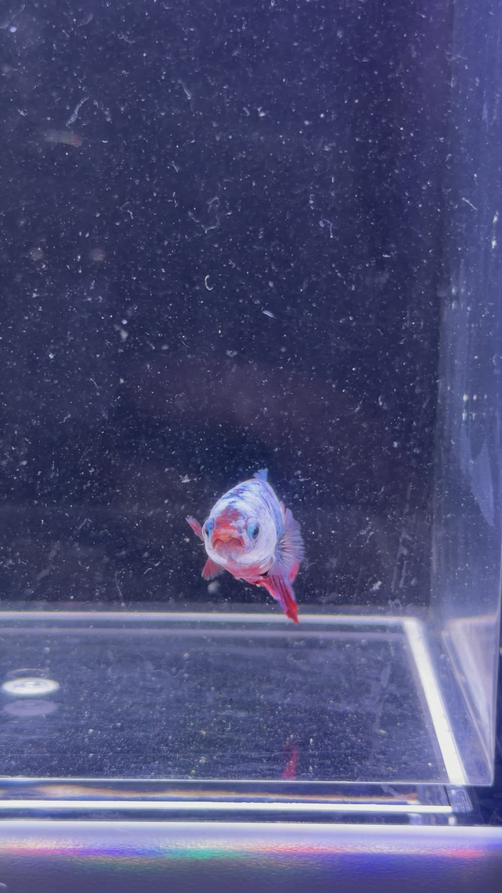 Marble Female Betta - F0001