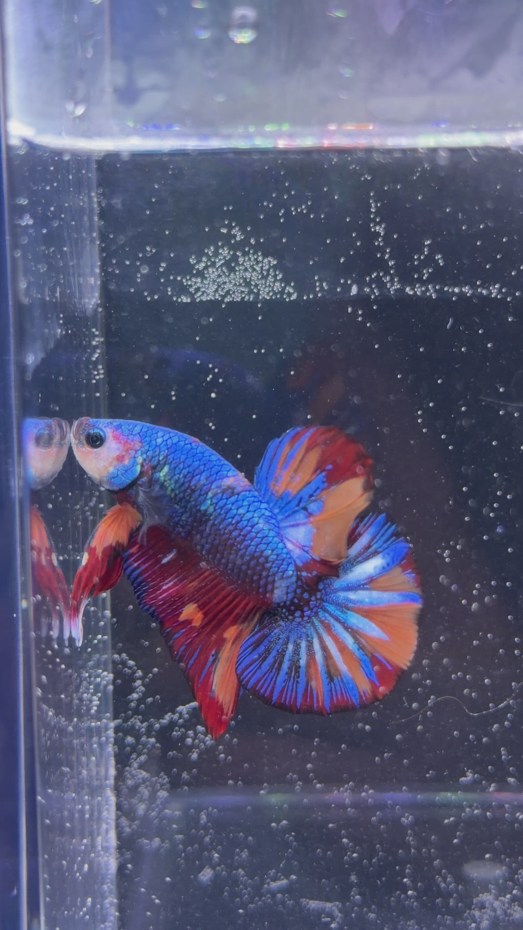 Premium Show Grade Male Betta - SM0013