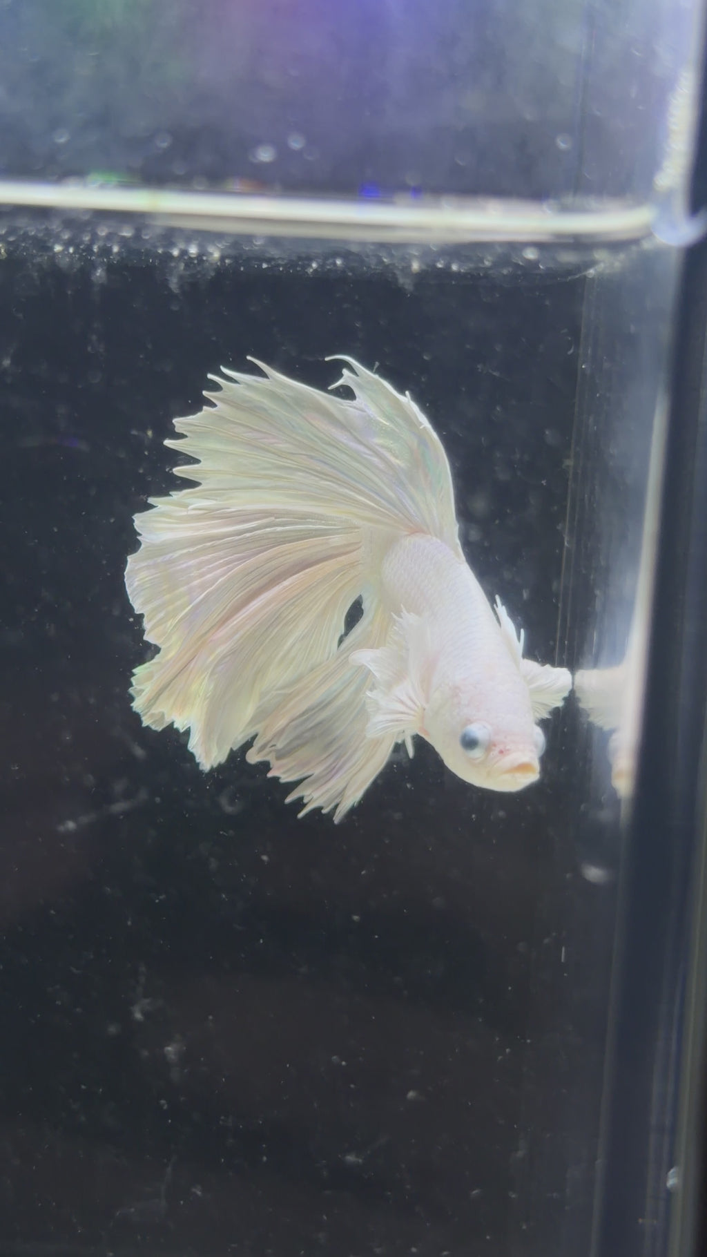 Platinum White Dumbo Male Betta- M0031