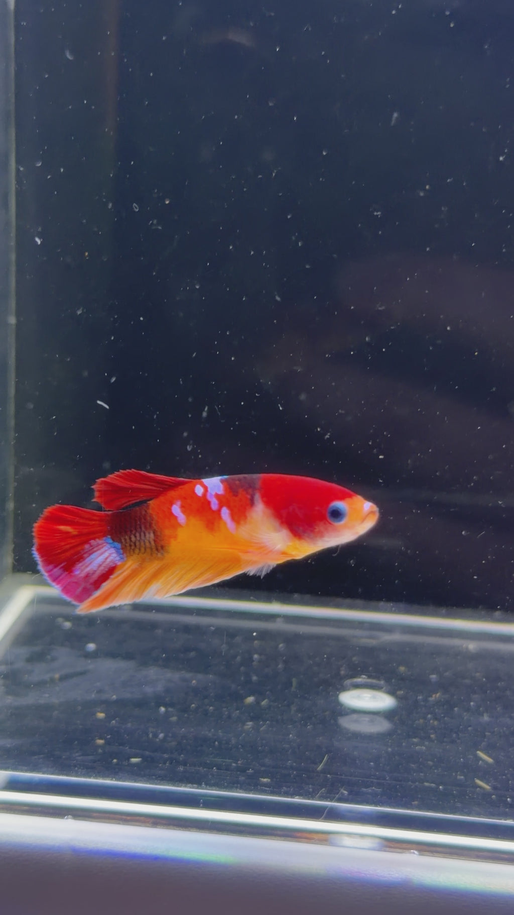 Nemo Koi Female Betta -  F0012