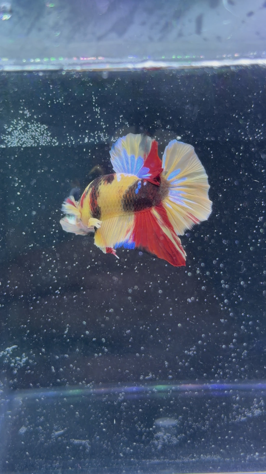Galaxy Koi Male Betta - M0003