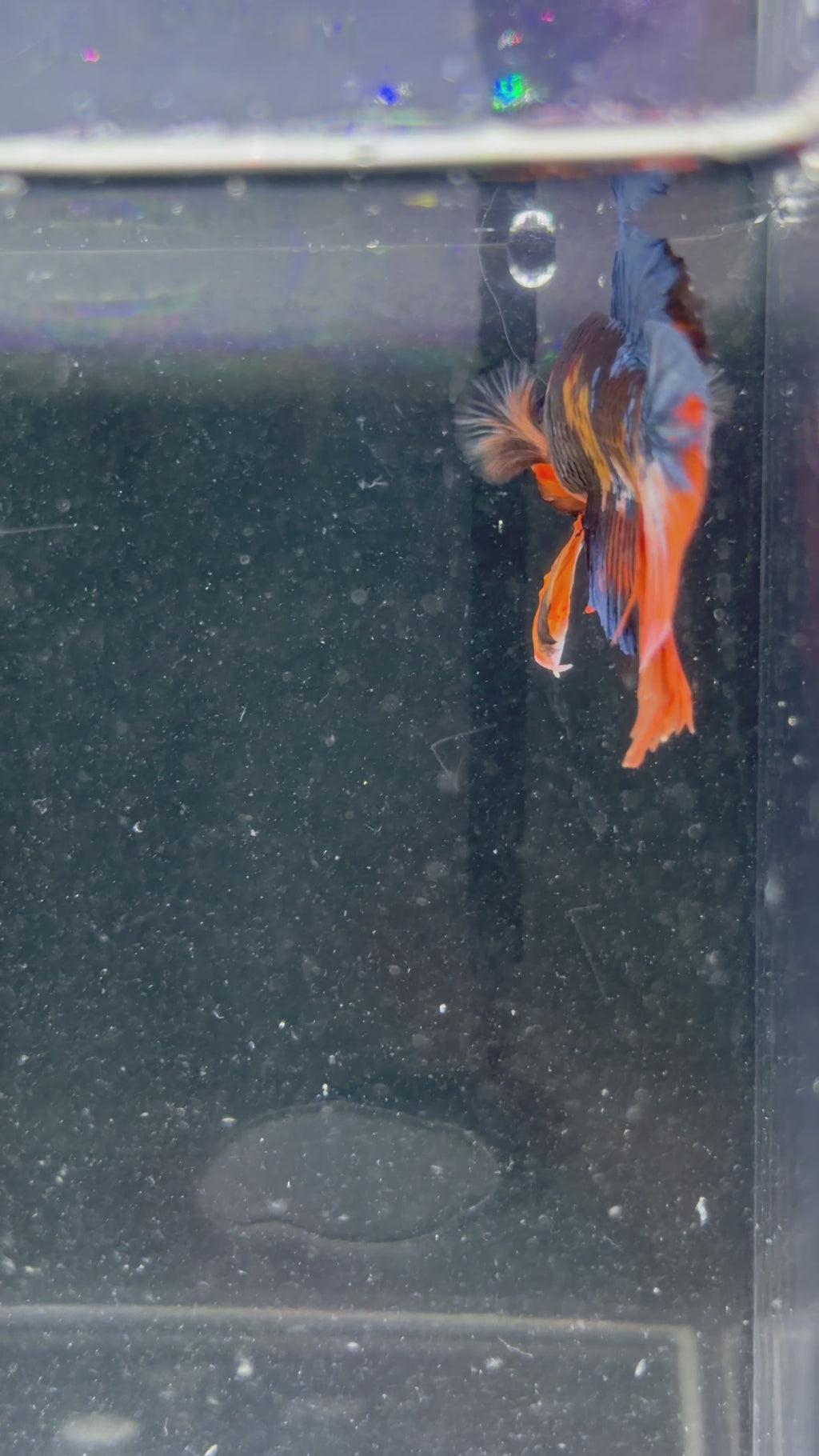 Galaxy Koi Male Plakat - M0017