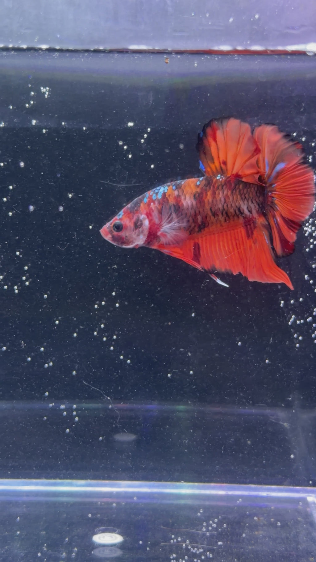 Giant Tangerine Koi Male Betta - GBPK0003