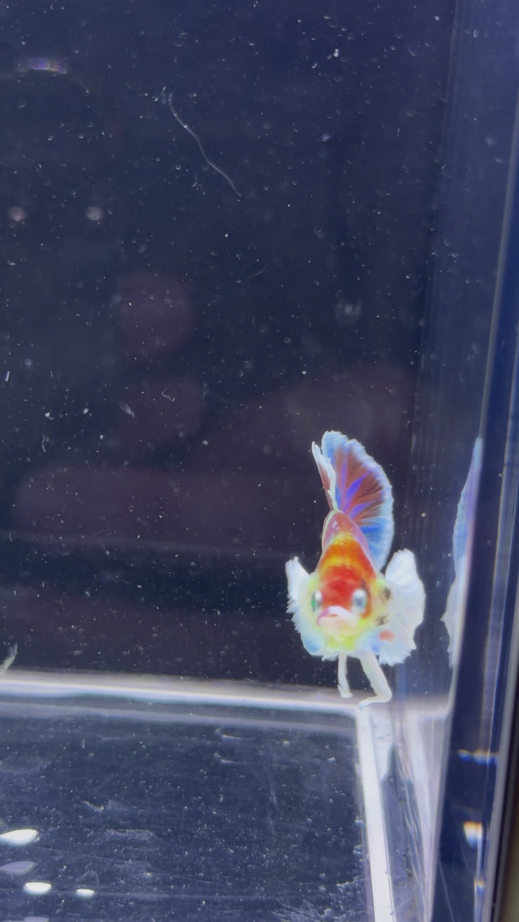 Rare Non Dumbo Plakat Male - M0011