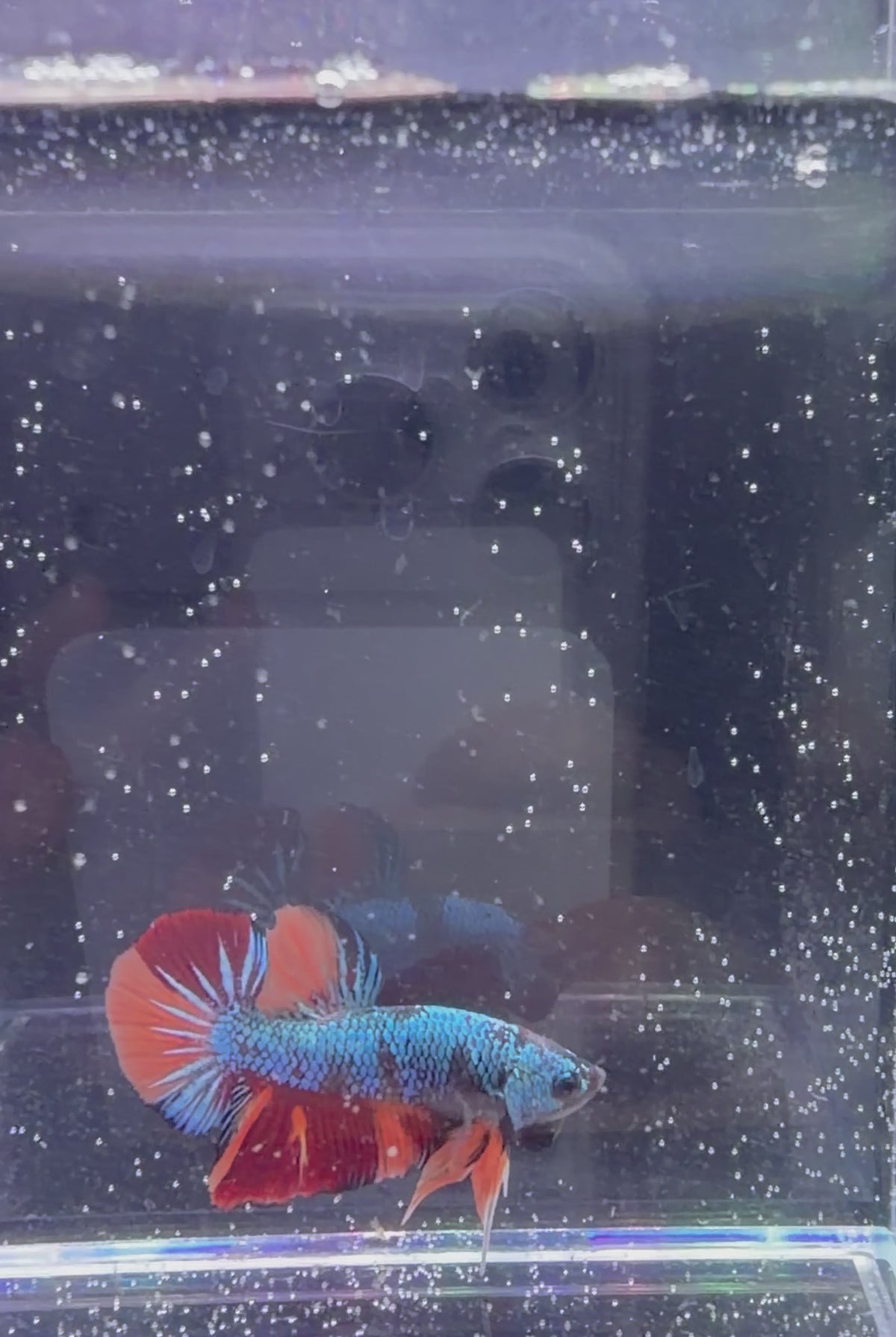 Metallic Blue Nemo Galaxy Plakat - M0009