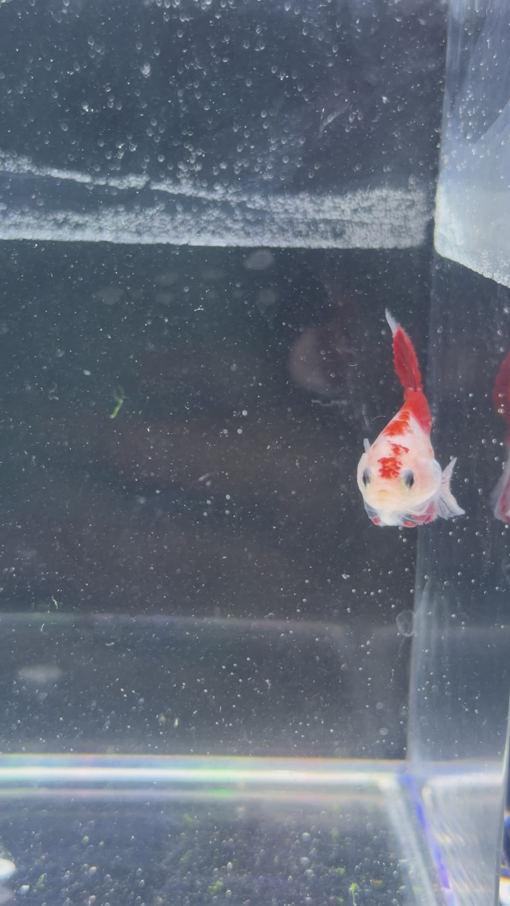 Red Koi/Tancho Male Plakat - M0035
