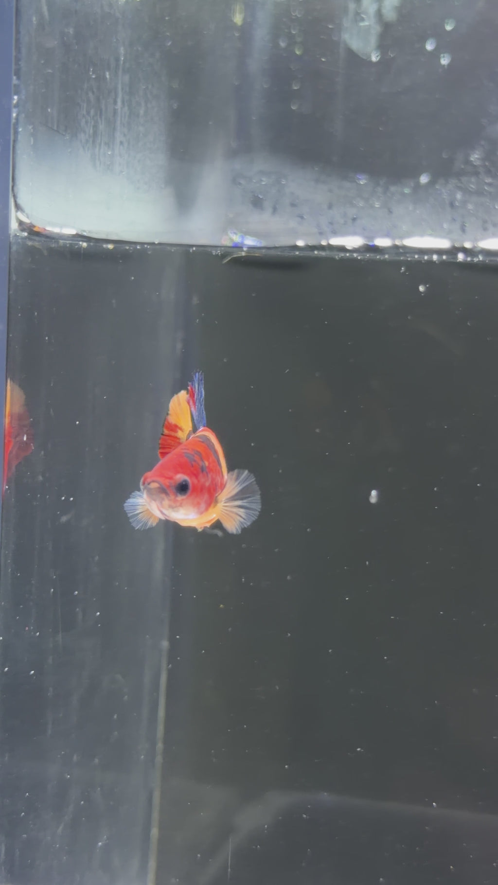 Candy Koi Female Betta - F0009